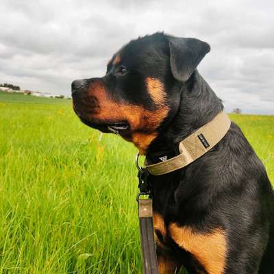 Hundetreffen-Spielstund