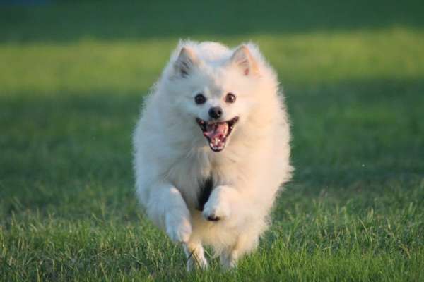 Hundetreffen-Gassitreffen-Bild