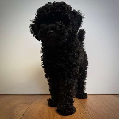 Hundetreffen-Soziale Kontakte für kleinere Hunde und Welpen-Bild