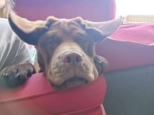 Foto Challenge Nr. 137 - Lass die Ohren fliegen-Beitrag-Bild