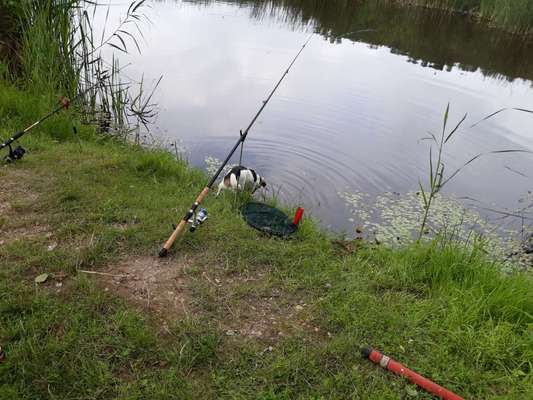 Die Dogorama Kalender Challenge 4/4-Beitrag-Bild