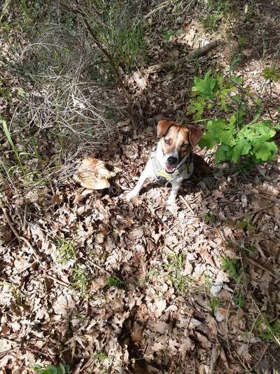 Die Dogorama Monats Challenge "Es grünt und blüht"-Beitrag-Bild