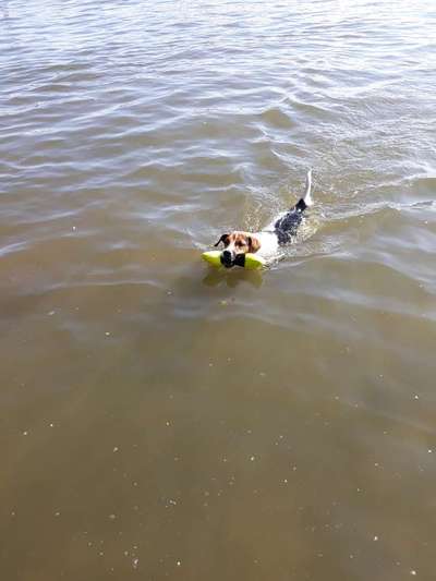 Dogorama-Monats-Challenge-Mai "Wasser"-Beitrag-Bild