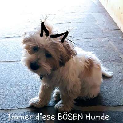 Respektlose Mitmenschen gegenüber Hundebesitzern-Beitrag-Bild