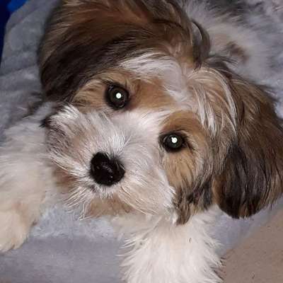 Warum liebst du deinen Hund?-Beitrag-Bild