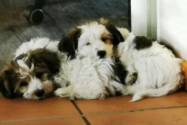 Welpen Bilder !-Beitrag-Bild