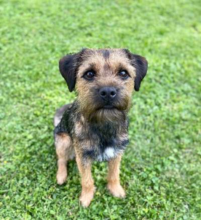 Border Terrier-Beitrag-Bild