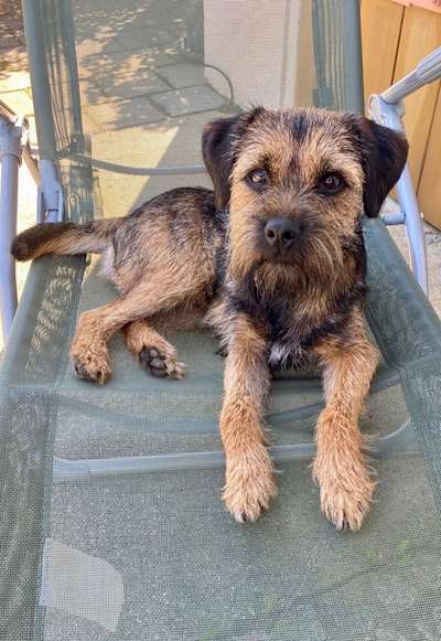 Border Terrier-Beitrag-Bild