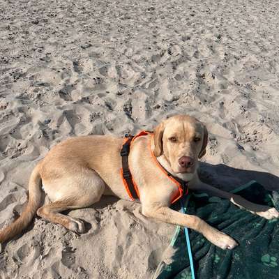 Hundetreffen-Sozial Walk für zwei Labradoren-Bild
