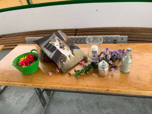 Urne von verstorbenen Haustieren !-Beitrag-Bild