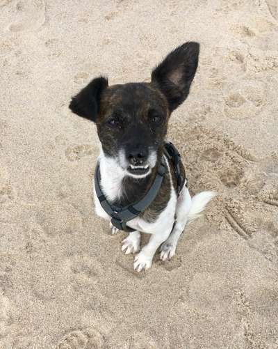 Dogorama Photo Challenge - Be my valentine-Beitrag-Bild