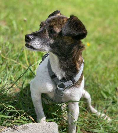 Ratonero Bodeguero Andaluz-Beitrag-Bild