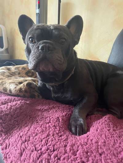 Französische Bulldoggen-Beitrag-Bild