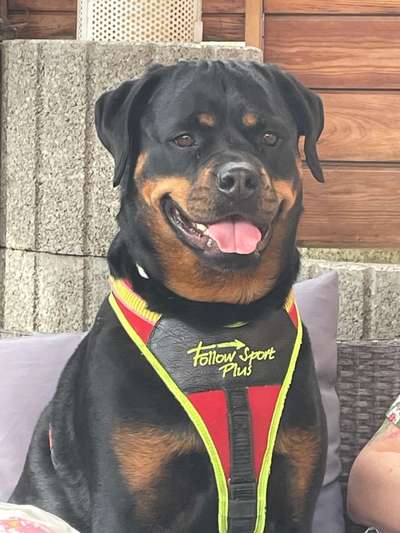 Rottweiler-Beitrag-Bild