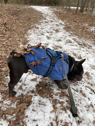 Französische Bulldoggen-Beitrag-Bild