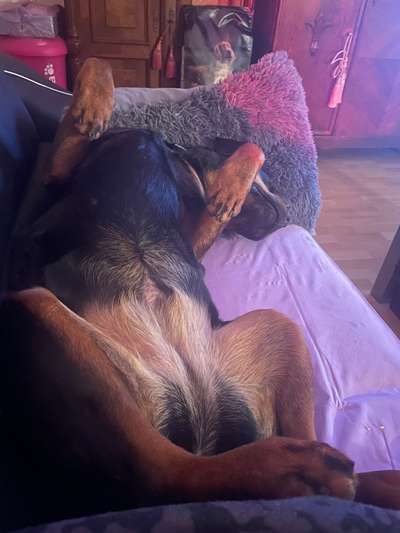 Rottweiler-Beitrag-Bild