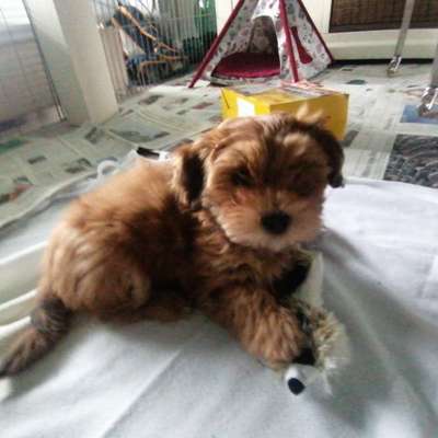 Hundetreffen-Hundetreff