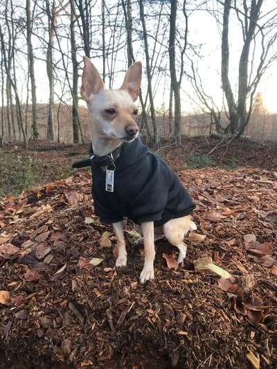 Kleidung für Hunde-Beitrag-Bild