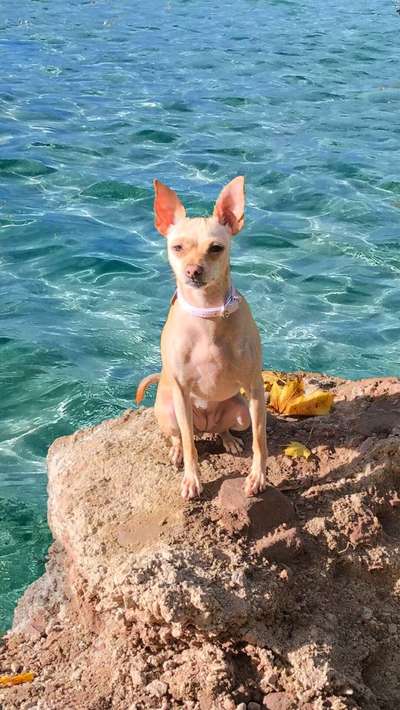 Dogorama-Monats-Challenge-Mai "Wasser"-Beitrag-Bild