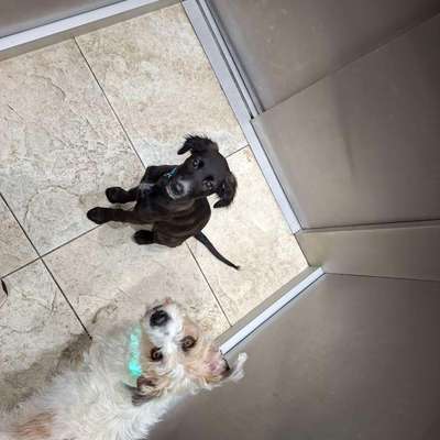 Hundetreffen-Hundekumpels gesucht🐾-Bild