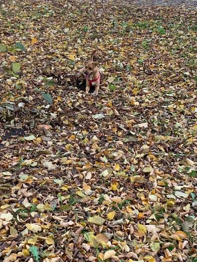 Dogorama Photo Challenge - Gassipause-Beitrag-Bild