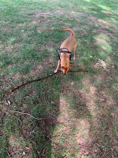 Fotosammlung: ,,Der natürliche Hund" Unbearbeitet, ungestellt und in Natura-Beitrag-Bild