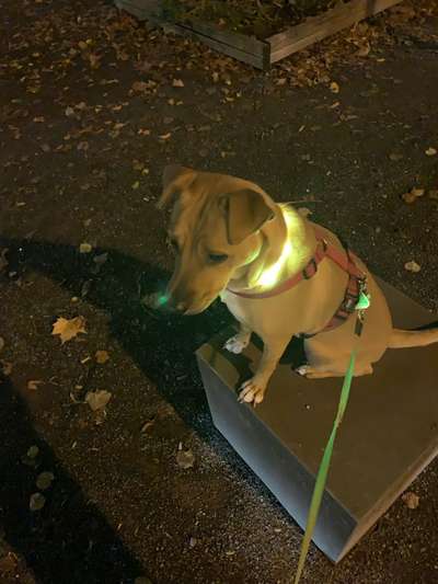 Beleuchtung beim Gassigang-Beitrag-Bild