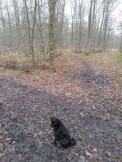 Mops mix-Beitrag-Bild