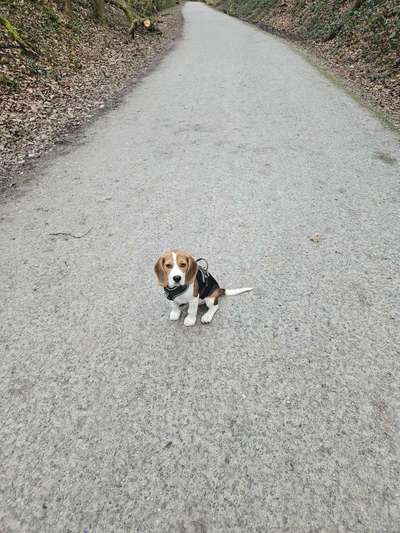Hundetreffen-Welpentreffen im Hespertal-Bild