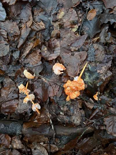 Giftköder-Fleischspieße im Wald-Bild