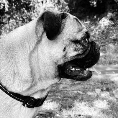 Foto-Challenge 76: Foto in Schwarz-Weiss-Beitrag-Bild