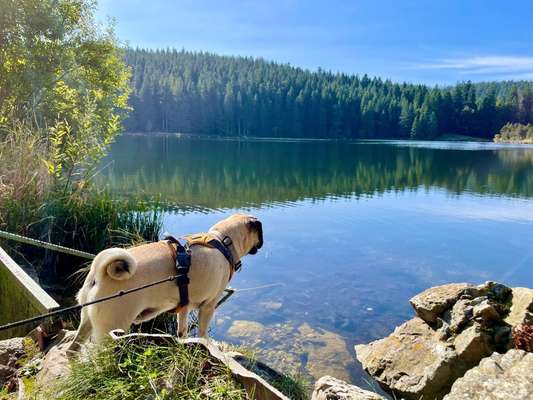 Dogorama Photo Challenge - Tierischer Urlaub-Beitrag-Bild