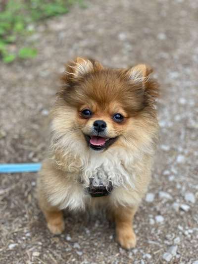 Hundetreffen-Spaziergänge / Spielerunden-Bild