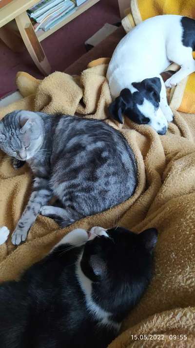 Hund und Katz Momente-Beitrag-Bild