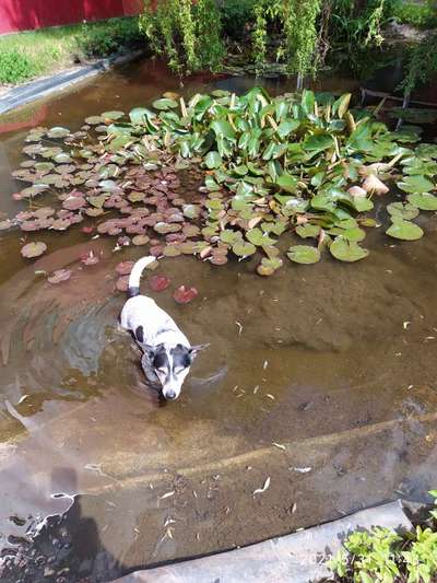 Unsere Fellnasen im Regenbogenland-Beitrag-Bild