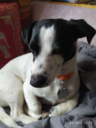 Jack Russell Terrier-Beitrag-Bild