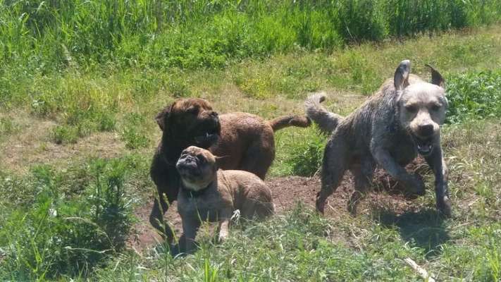 Fotochallenge No. 26                                     Wald und Wiese-Beitrag-Bild