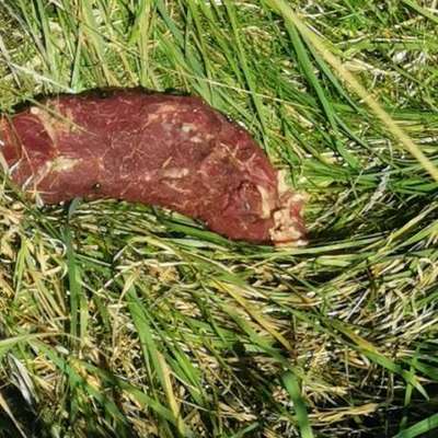 Giftköder-Giftköder-Bild