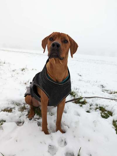 Dogorama Photo Challenge - Winterstimmung-Beitrag-Bild