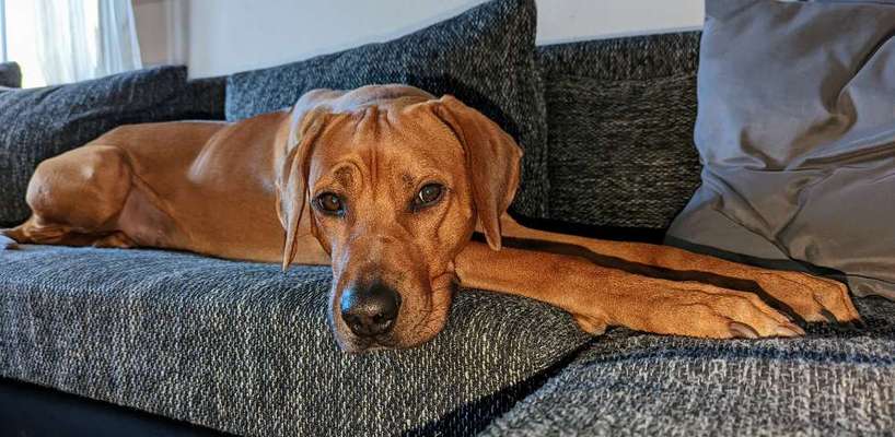 Rhodesian Ridgeback-Beitrag-Bild