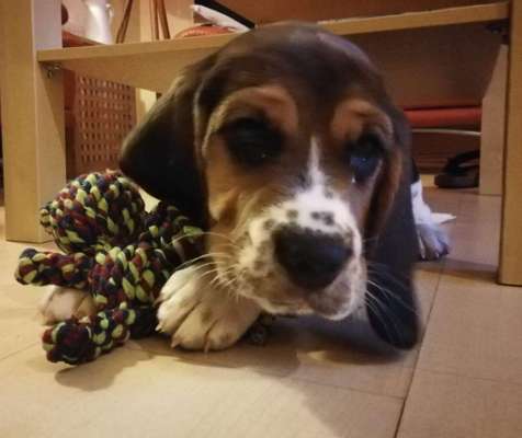 Welpen Bilder !-Beitrag-Bild