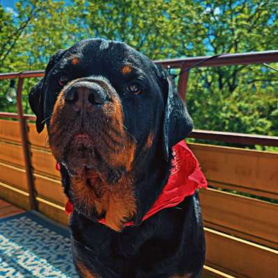 Hundetreffen-Begegnungstraining-Bild