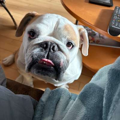 Hundetreffen-Wo sind die Hunde in Puchheim?-Bild