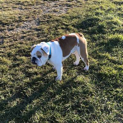 Hundetreffen-Englische Bulldoggen hier? :-)-Bild