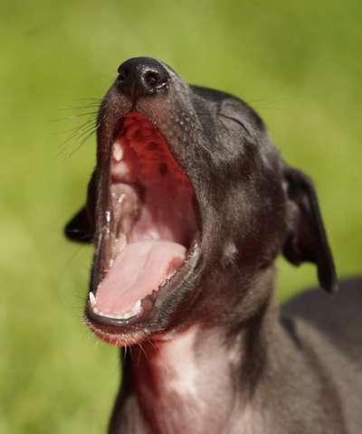 Zeigt uns das 6. Bild von eurem Hund in eurer Galerie-Beitrag-Bild