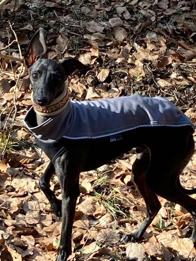 Windhunde - Treffen der besonderen Schönheiten
HERZLICH WILLKOMMEN-Beitrag-Bild