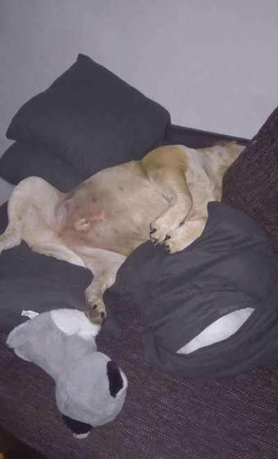 Dogorama Photo Challenge - Zeigt her eure Bäuche-Beitrag-Bild