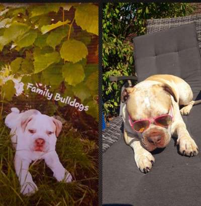 Vom Welpen zum Hund-Beitrag-Bild