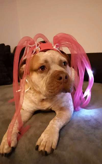 Dogorama Photo Challenge - Festliches Accessoires-Beitrag-Bild