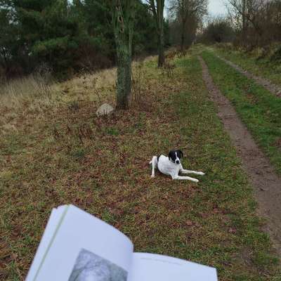 Hundetreffen-Spazieren, spielen & lernen-Bild